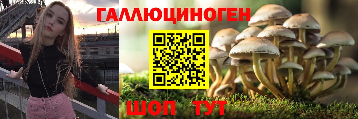 Галлюциногенные грибы MAGIC MUSHROOMS  купить наркотик  Вход с VPN  Сафоново  Псилоцибиновые грибы GOLDEN TEACHER 